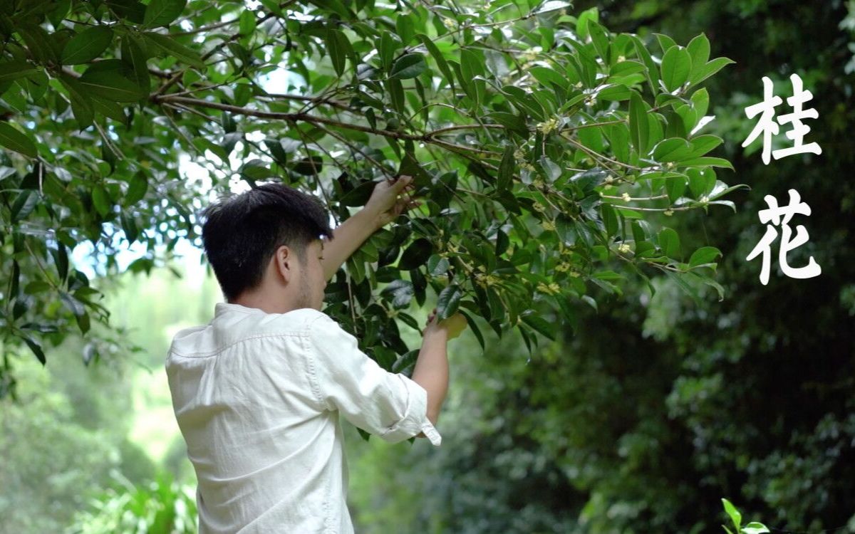 [图]摘了些桂花做菜【桂花蜜、桂花糯米藕、桂花红烧肉、桂花山药、桂花米粥】