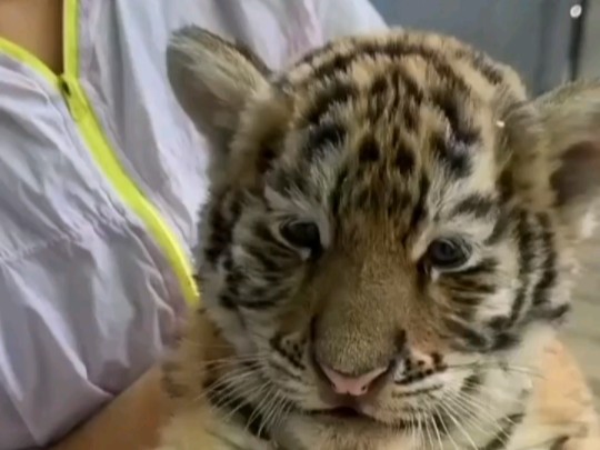动物园新来两只小老虎,呆萌呆萌的