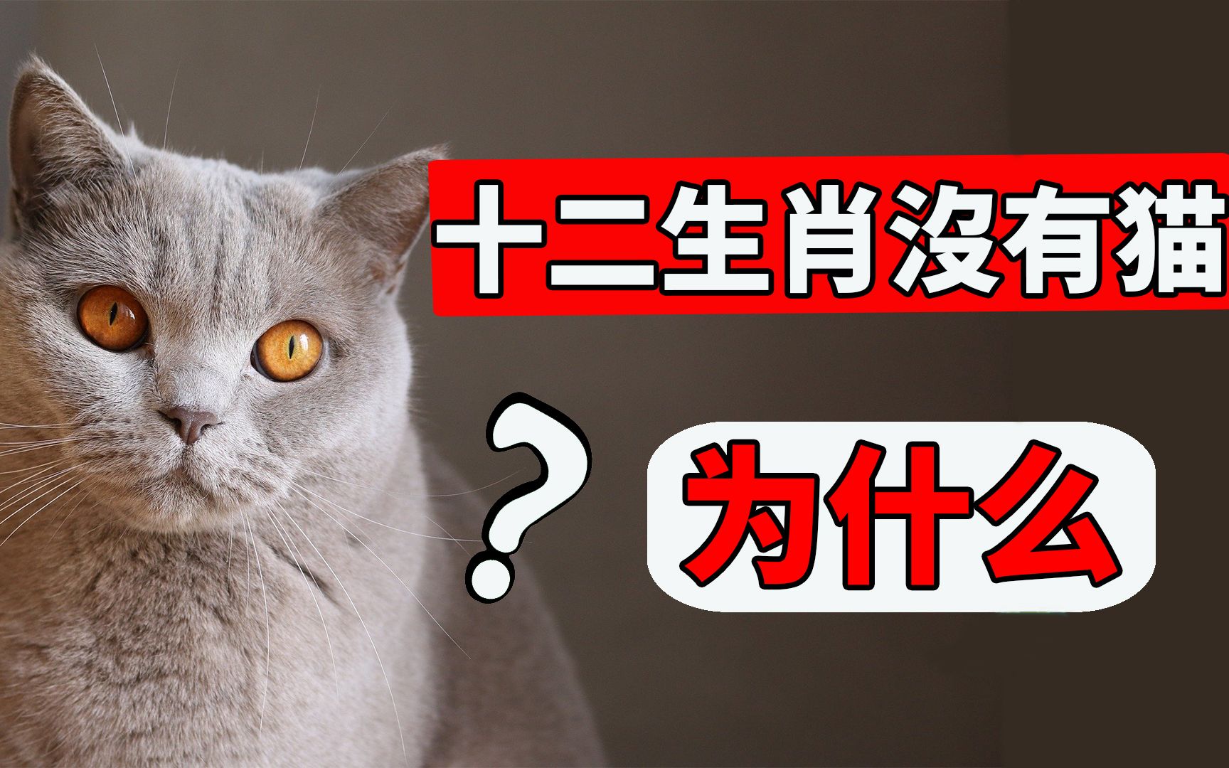 [图]猫为什么进不了十二生肖？ 【猫咪趣事EP7】