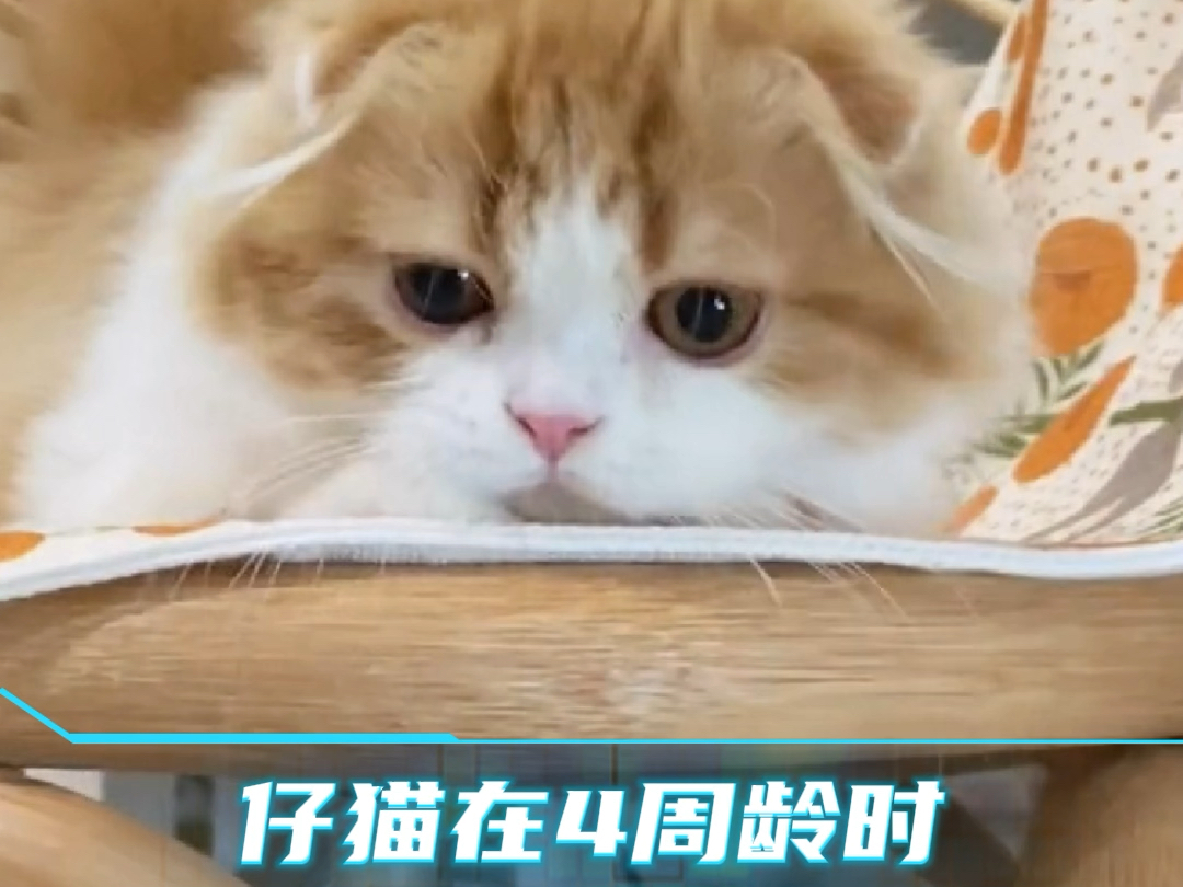 带大家了解一下折耳猫