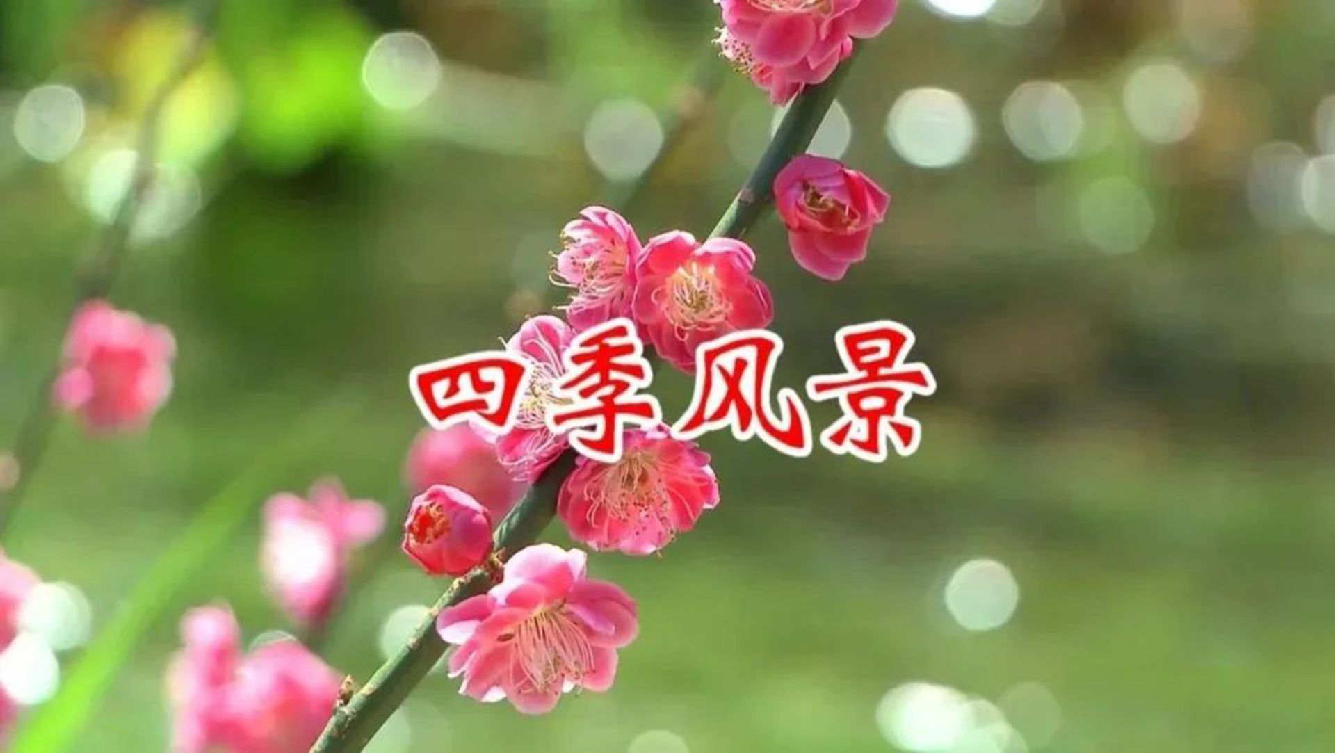 古琴箫曲《四季风景》,清音妙曲,平心静气解郁去烦哔哩哔哩bilibili