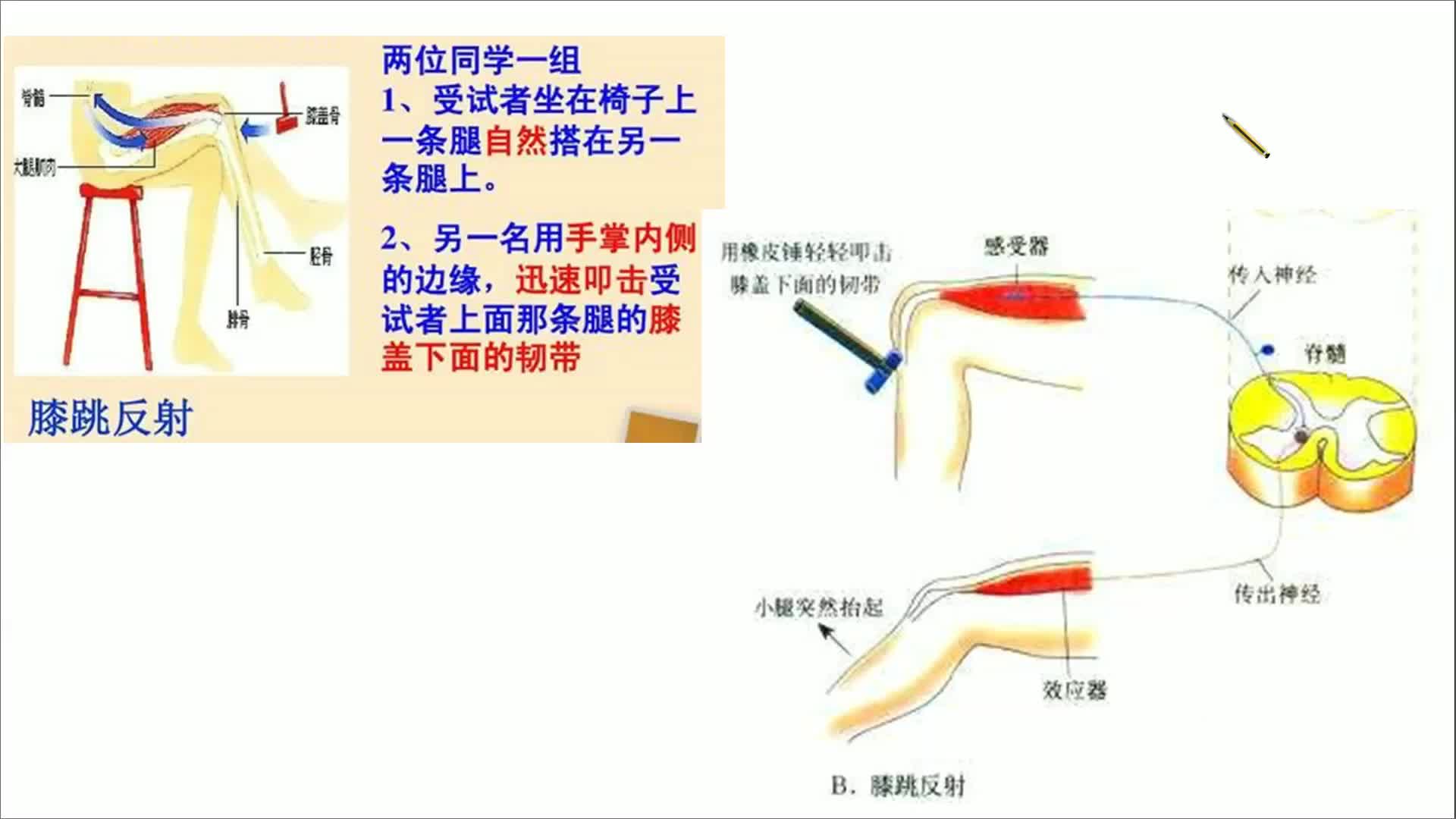 高中必修三神经调节考点剖析——缩手反射,是先疼再缩手还是先缩手再疼哔哩哔哩bilibili