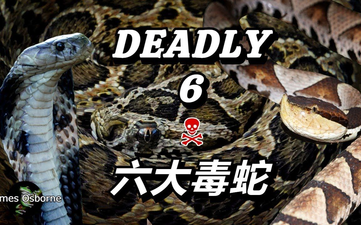 [图]台灣的六大毒蛇Taiwan's Six Most Dangerous Snakes