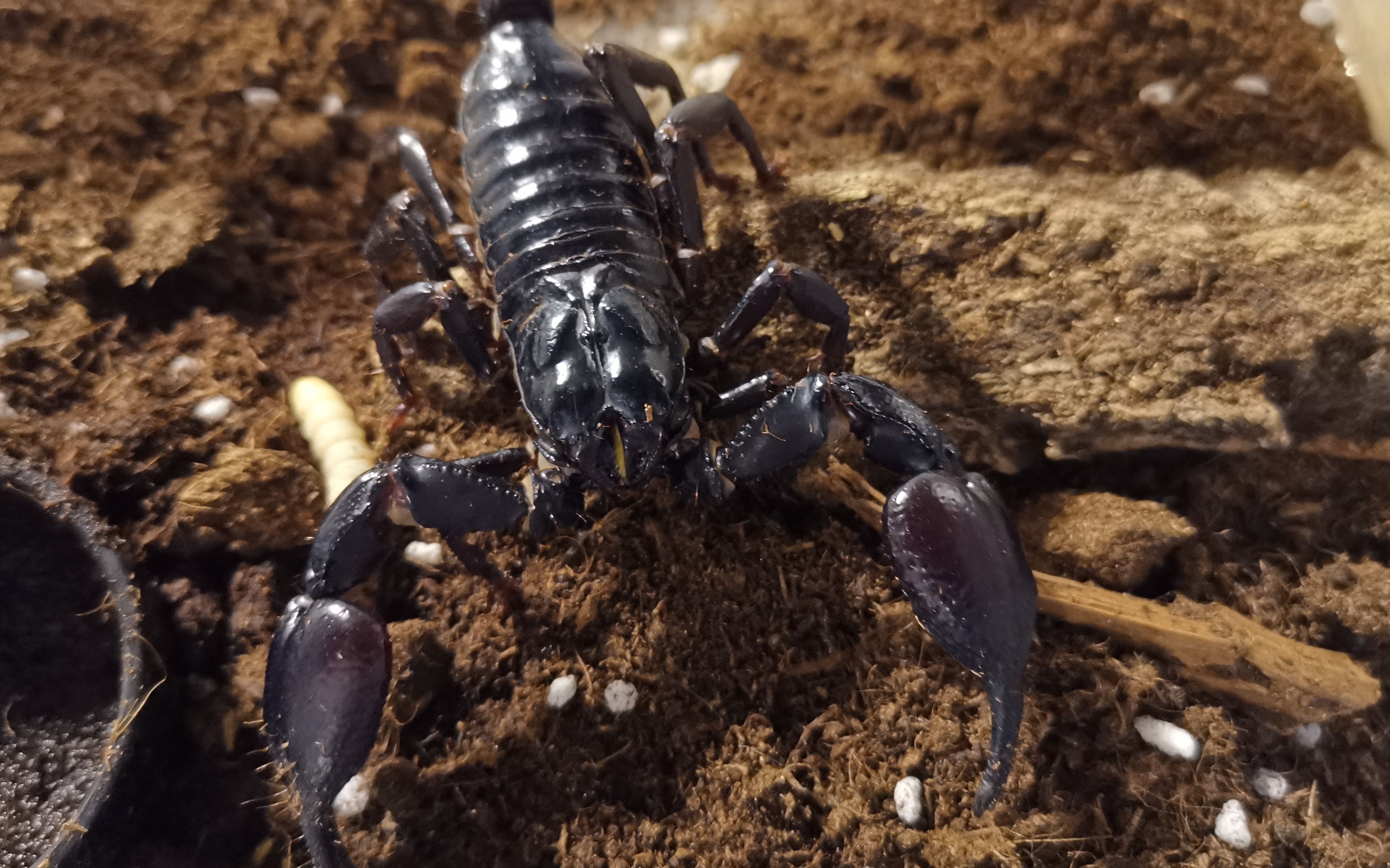 异虫凶猛一节肢动物的猎杀集锦