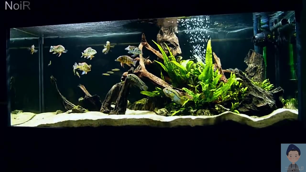 美洲慈鲷造景水族缸