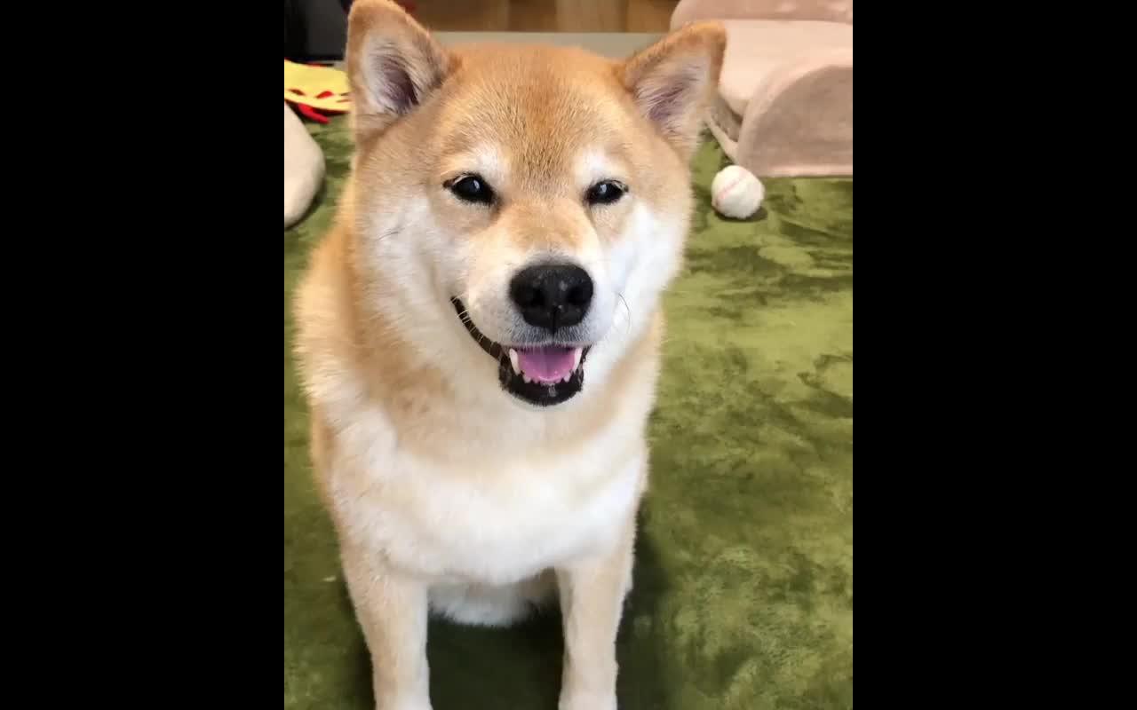 【柴犬maru】粑粑,窝主要是想跟你玩握手.