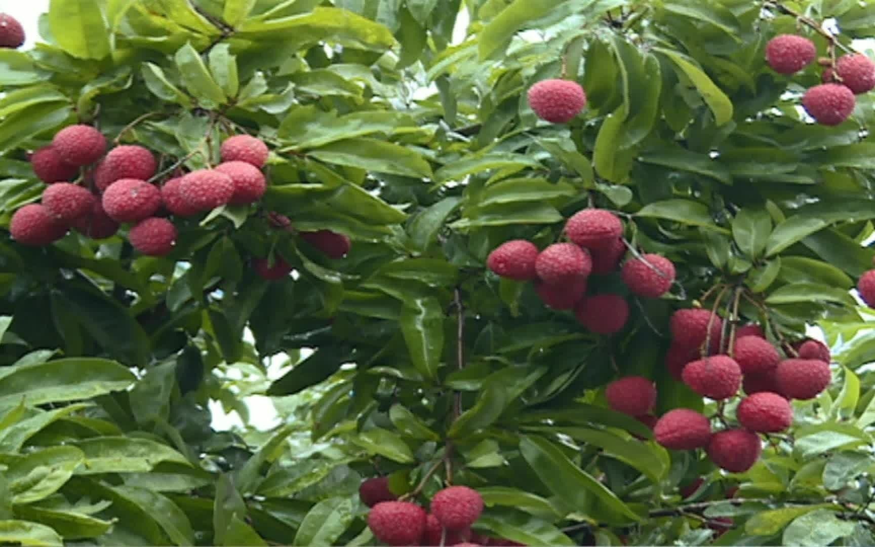 荔枝"龙鳞"上市正当时_哔哩哔哩_bilibili