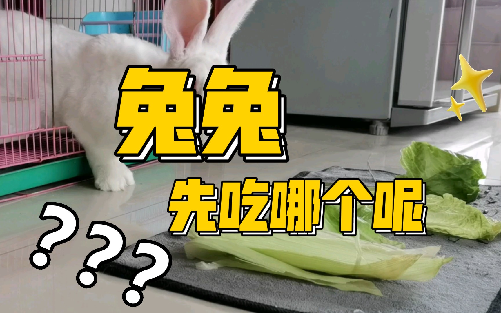 兔子食物大比拼,猜猜兔兔更爱吃什么?哔哩哔哩bilibili