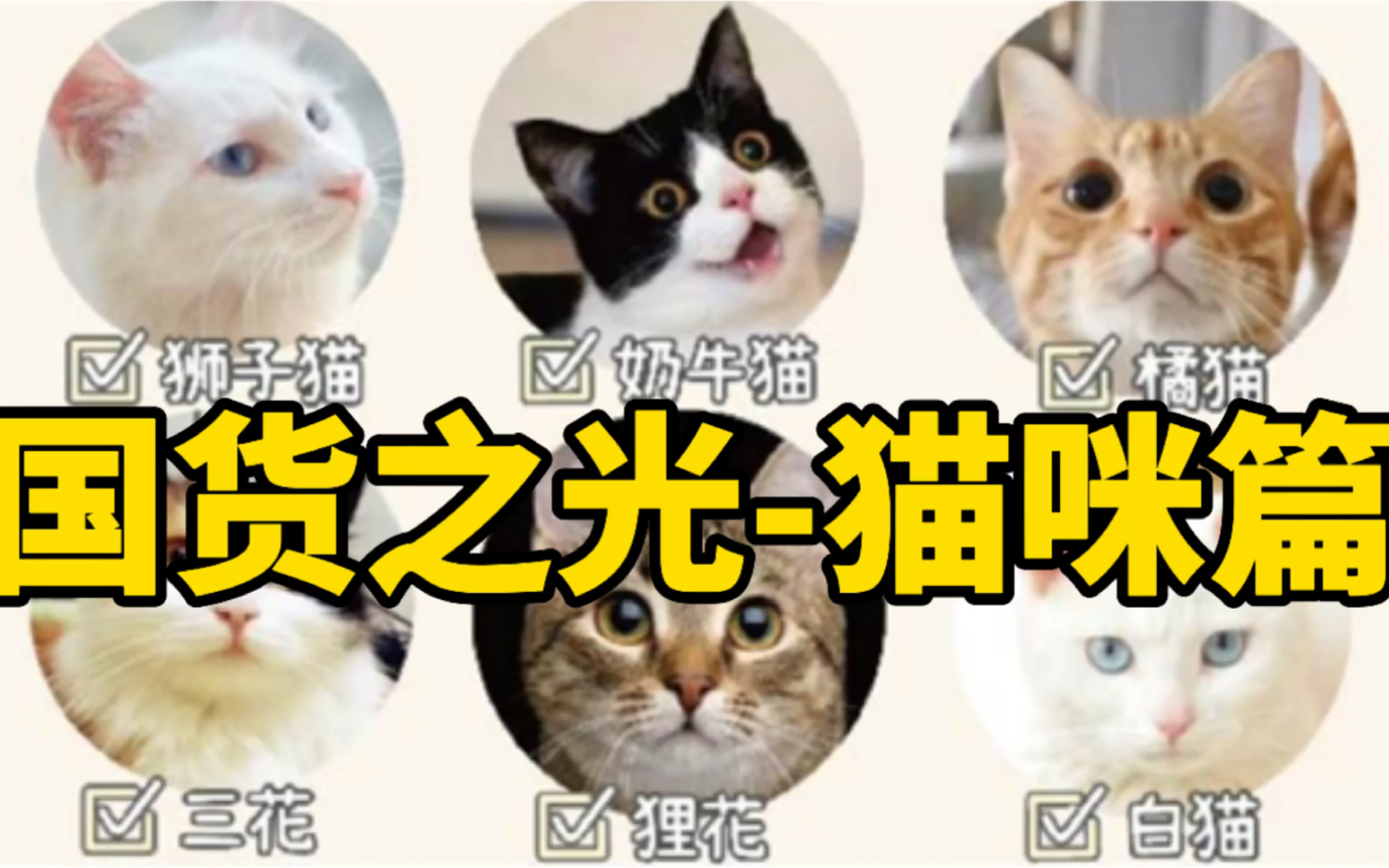 [图]中华田园猫忠诚度！猜猜谁是第一名？