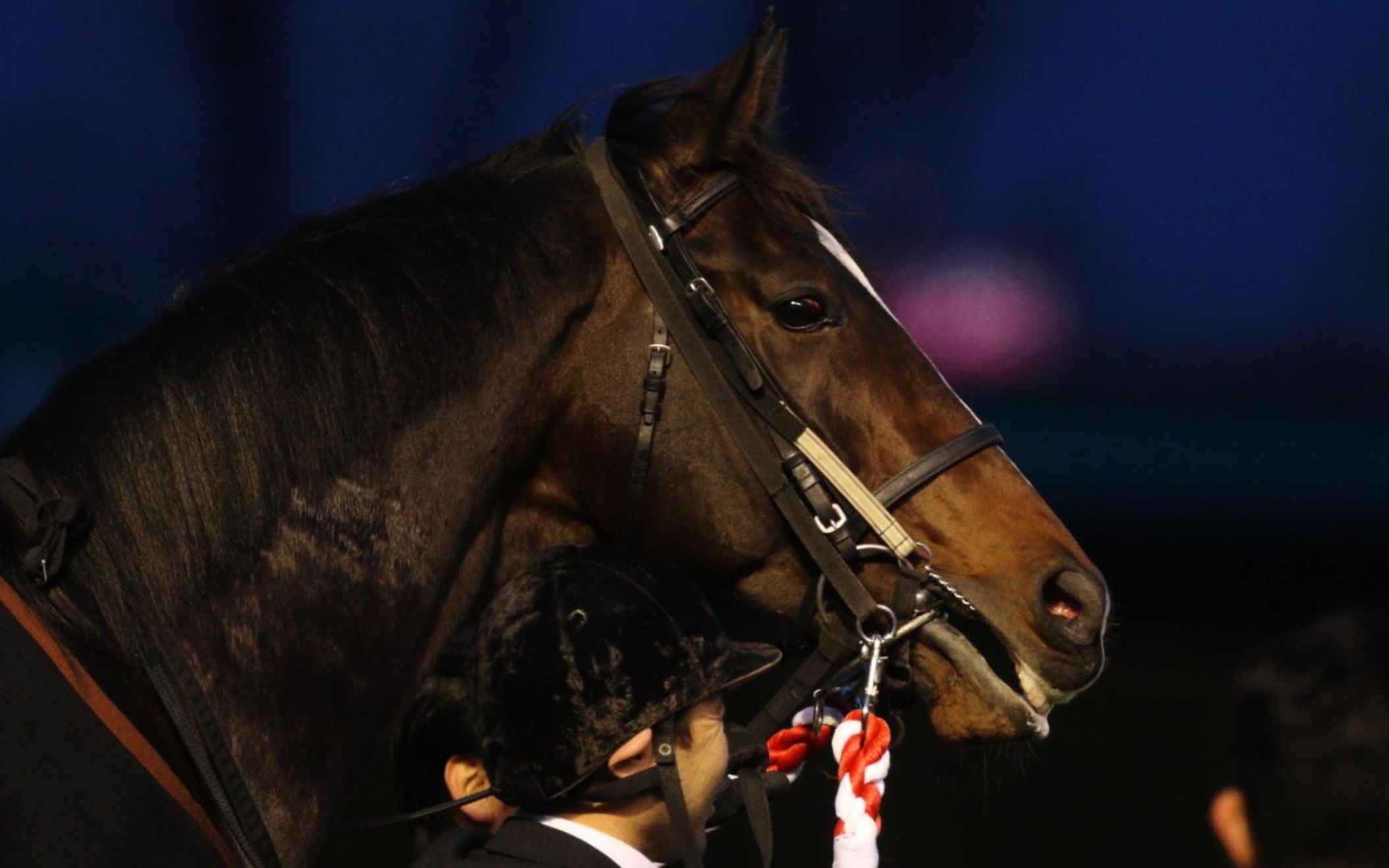 绝不是承蒙血统的恩惠北部玄驹第三季主角丨キタサンブラックkitasan