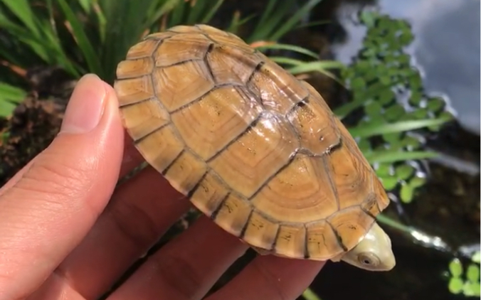 壳色挺干净的一只黄喉小青龟,勉强给八分