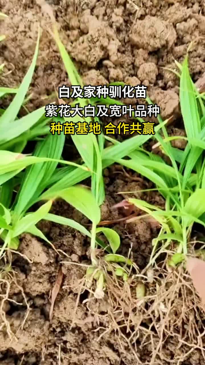 白化苗的图片和功效图片