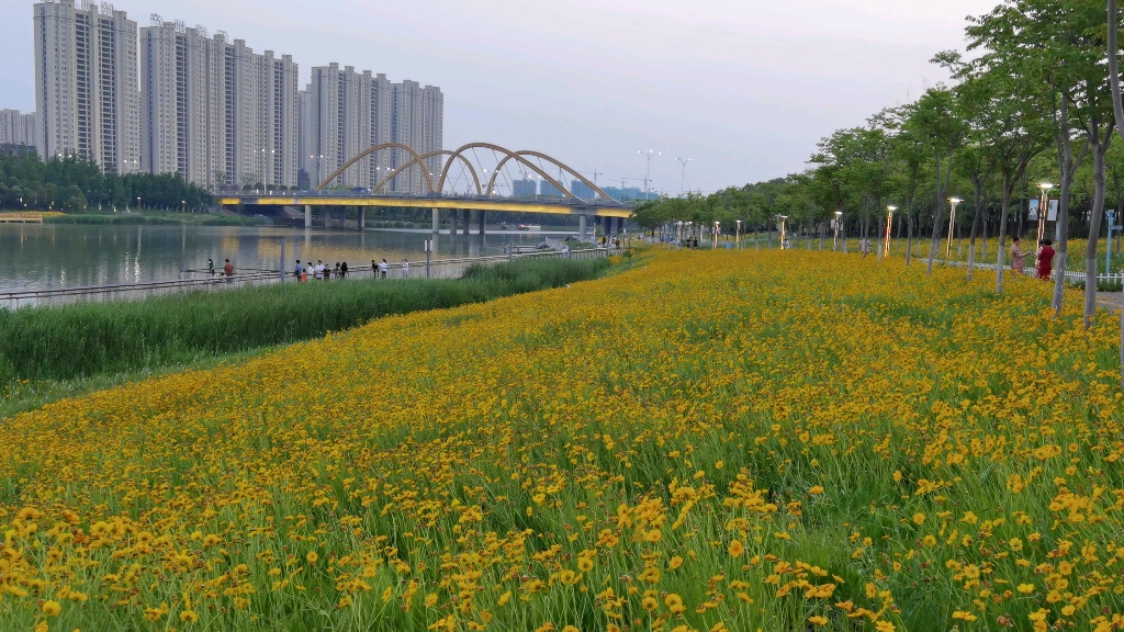 新汴河景区花海_哔哩哔哩_bilibili