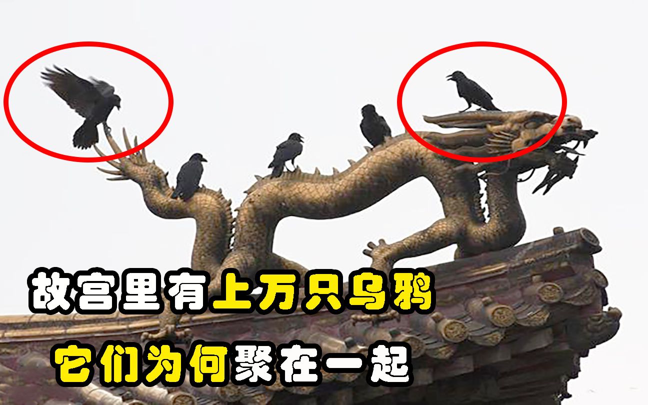 乌鸦是"死亡之鸟",那故宫里上万只乌鸦,它们为啥聚到一块?