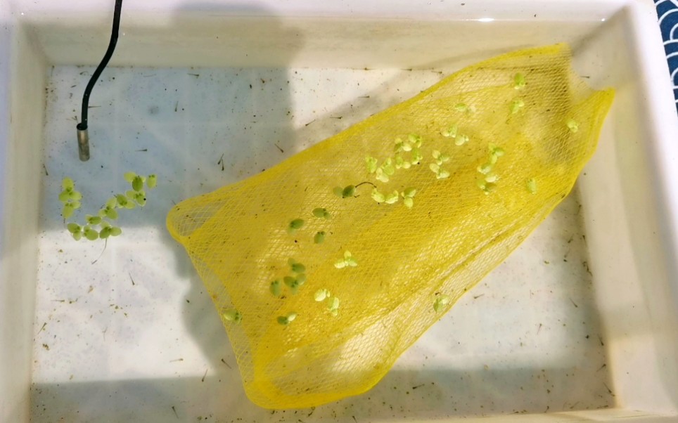 金鱼卵已经全部孵化好了,开始喂食,给它们来点蛋黄水