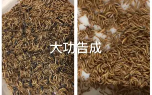 Tải video: 【亨利】夏天面包虫等饲料昆虫大量死亡，教你一招轻松分离活虫死虫