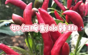 Download Video: 如何腌制小辣椒