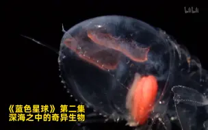 Download Video: 【蓝色星球】看点3：深海之中的奇异生物 竖版