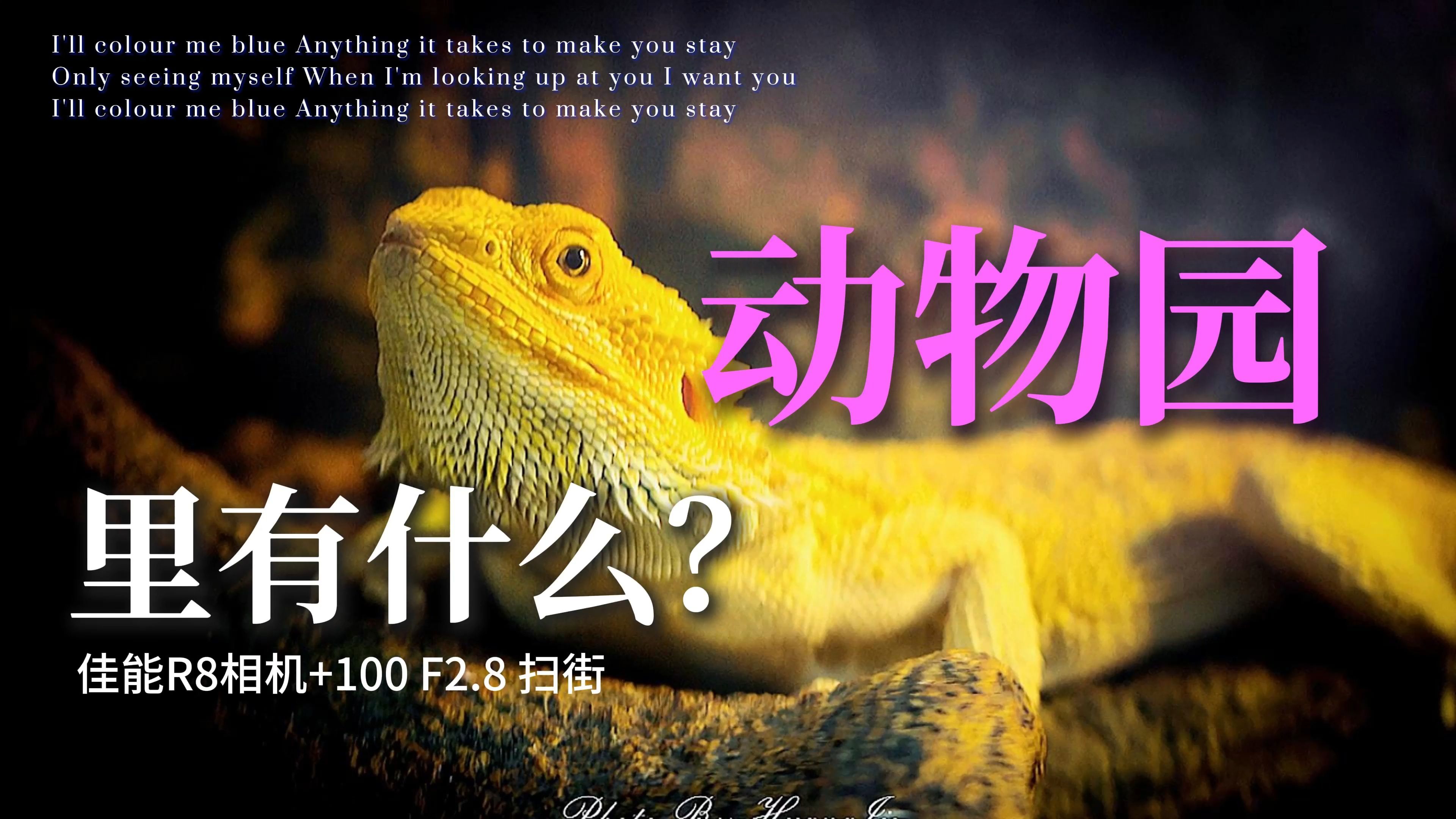 神奇动物在哪里