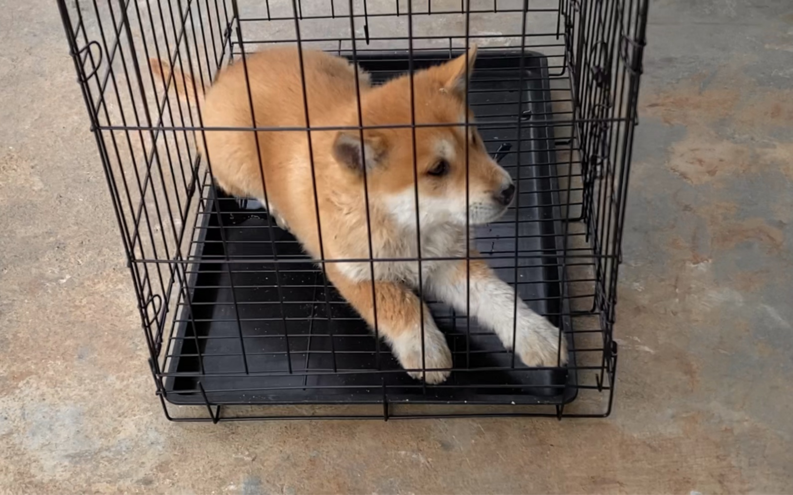 今天拿回一只黄狗白脸的田园犬,四脚踏云,财源滚滚!