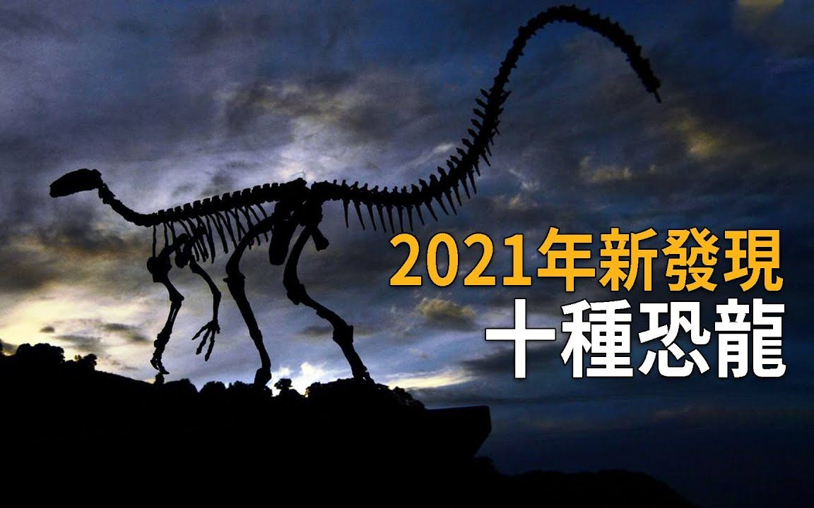 2021年新发现的10种恐龙,摩洛哥庞克摇滚恐龙、两种新品种棘龙、智利装甲恐龙、新疆地区新巨龙,恐龙古生物学上丰收的一年!|搬运哔哩哔哩bilibili