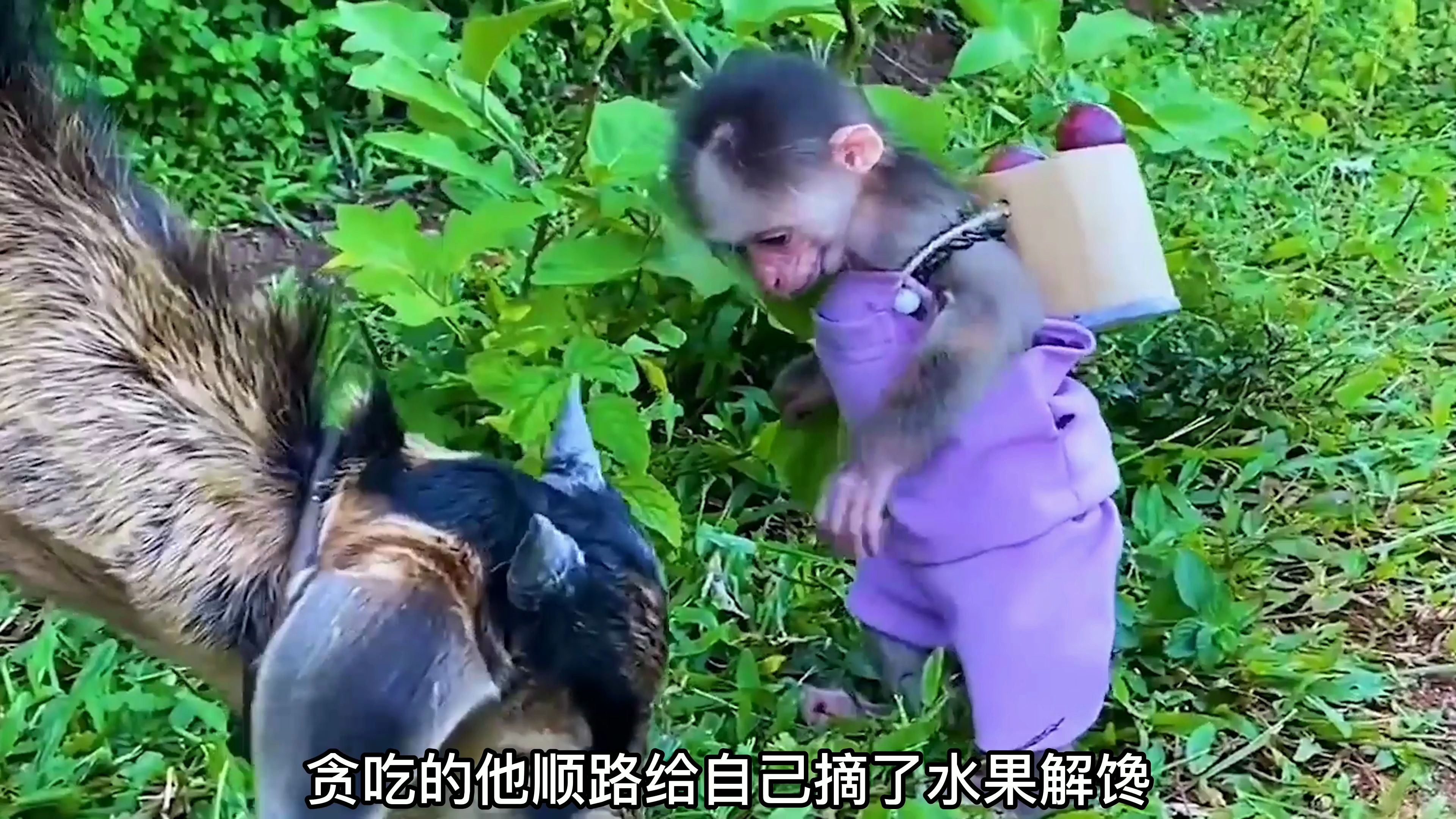 [图]4 会放羊的小猴子，贪吃的它不忘记给自己摘水果解馋，真是主人的一把手