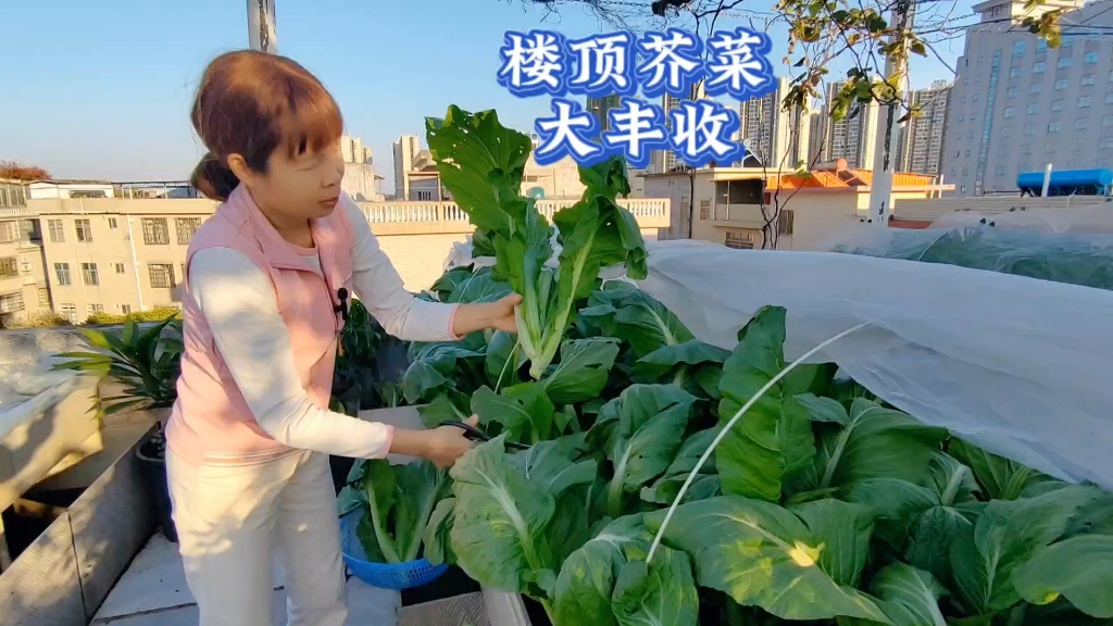 冬季楼顶收获一池大芥菜,腌酸菜梅干菜最好,煮汤清甜可口哔哩哔哩bilibili