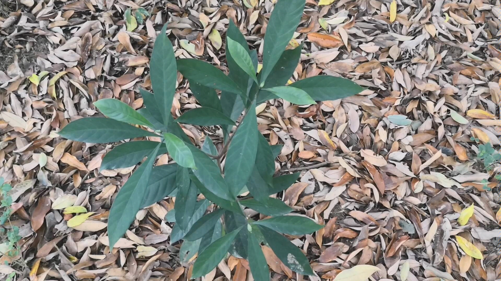 农村人把这种植物叫山大颜,认识的人都说它是宝