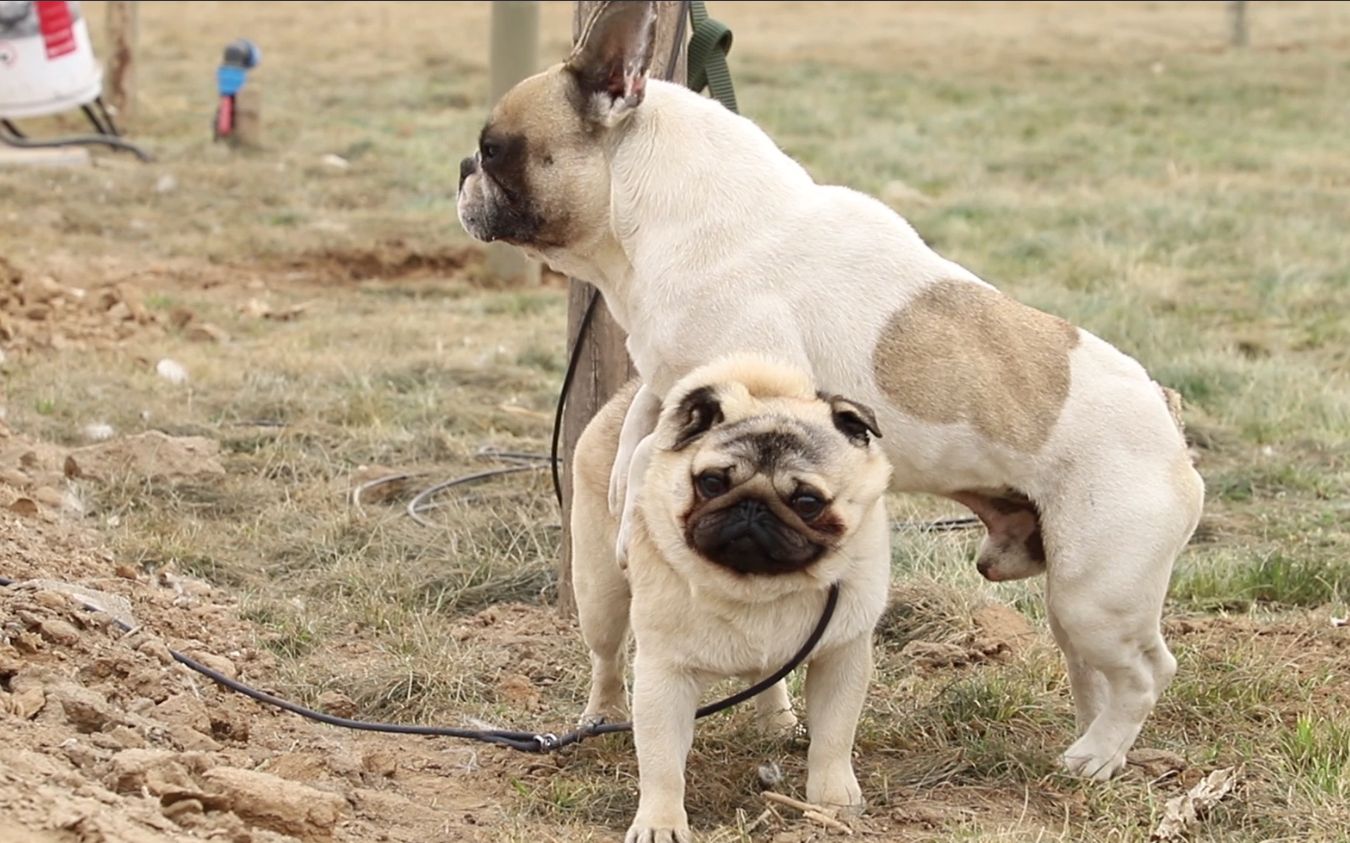 巴哥犬法斗把巴哥欺负得无路可逃只好钻进主人怀里避难