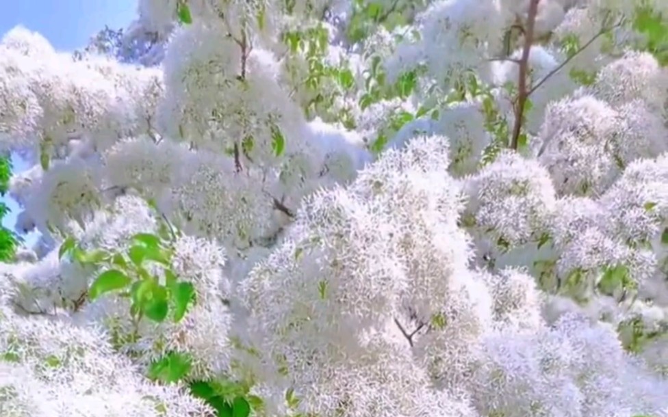 [图]只要你敢种上它，你家就是网红打卡点！开花如人间的满天飞雪，浪漫且温柔～#流苏树#流苏花