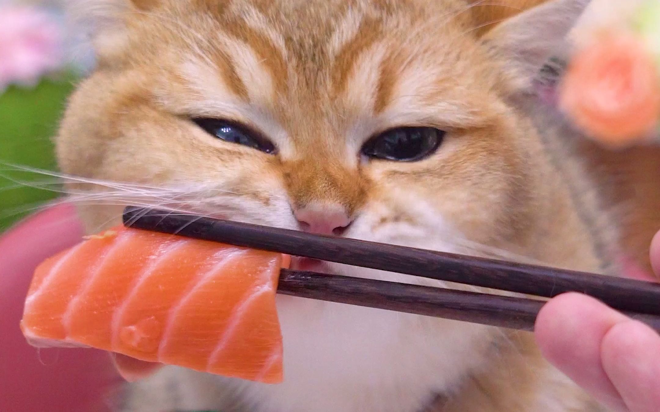 在吗,你吃三文鱼的声音吵到我吃泡面了