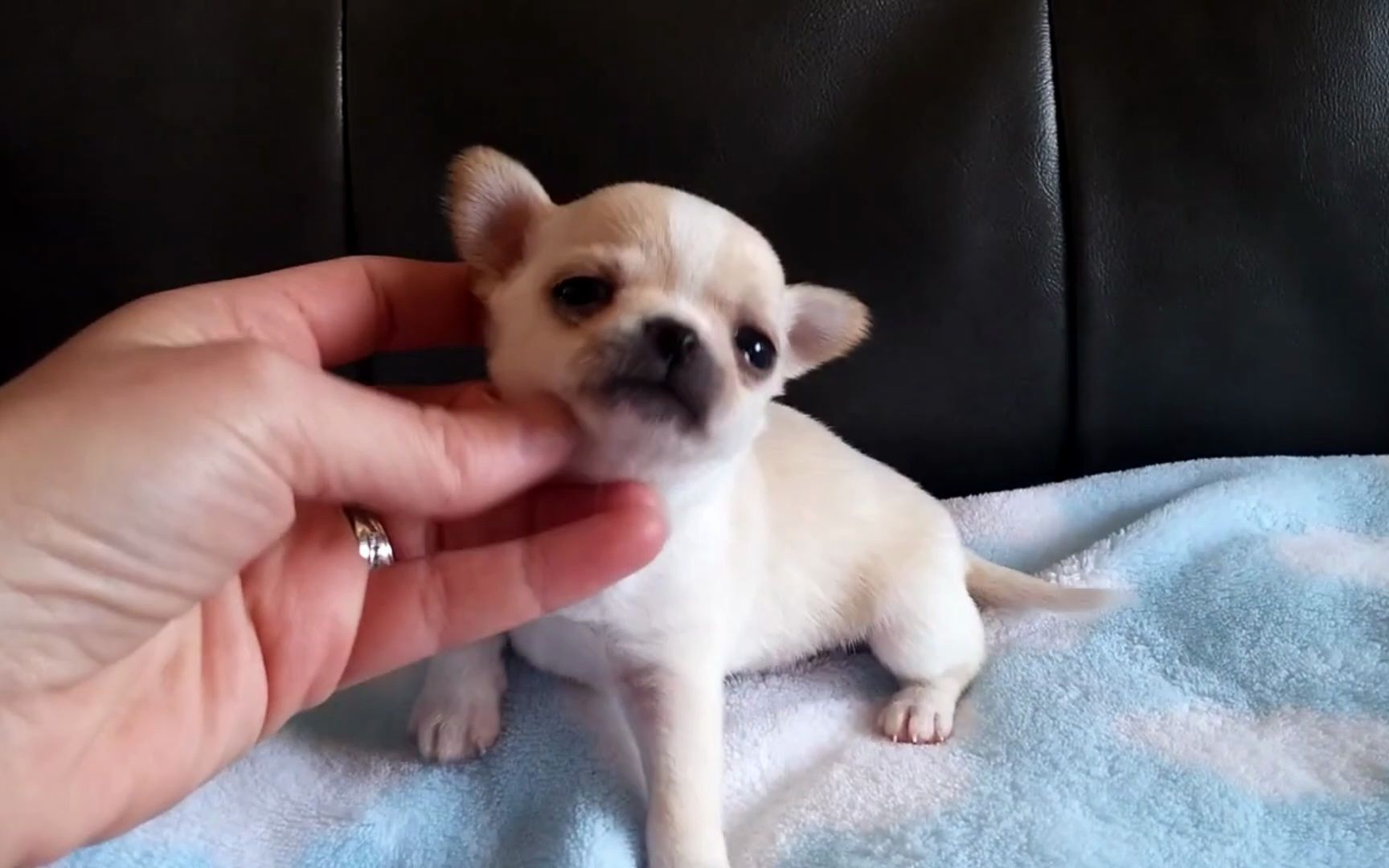 许多吱吱声和嚎叫声.吉娃娃宝宝