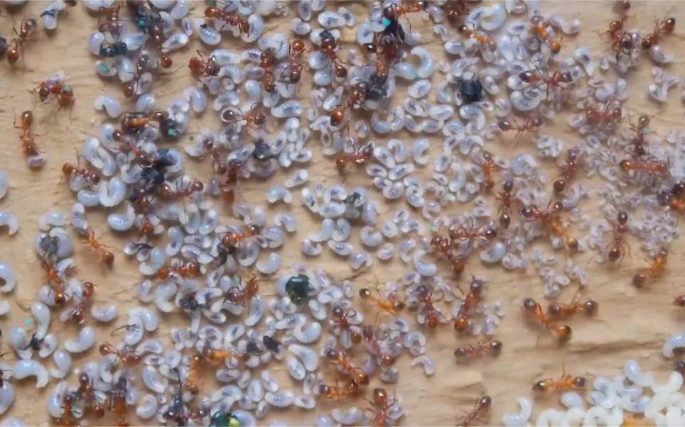 转载红狂蚁manicarubida玉米毛蚁有这么强吗