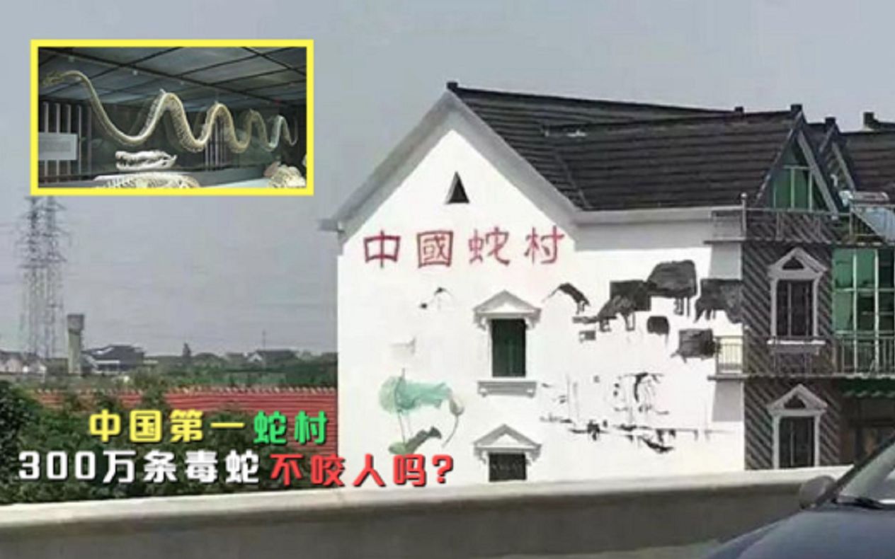 中国第一蛇村!村民和300万条毒蛇生活,难道不怕被蛇咬吗?