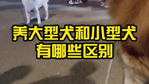 养大型犬和小型犬有哪些区别 哔哩哔哩