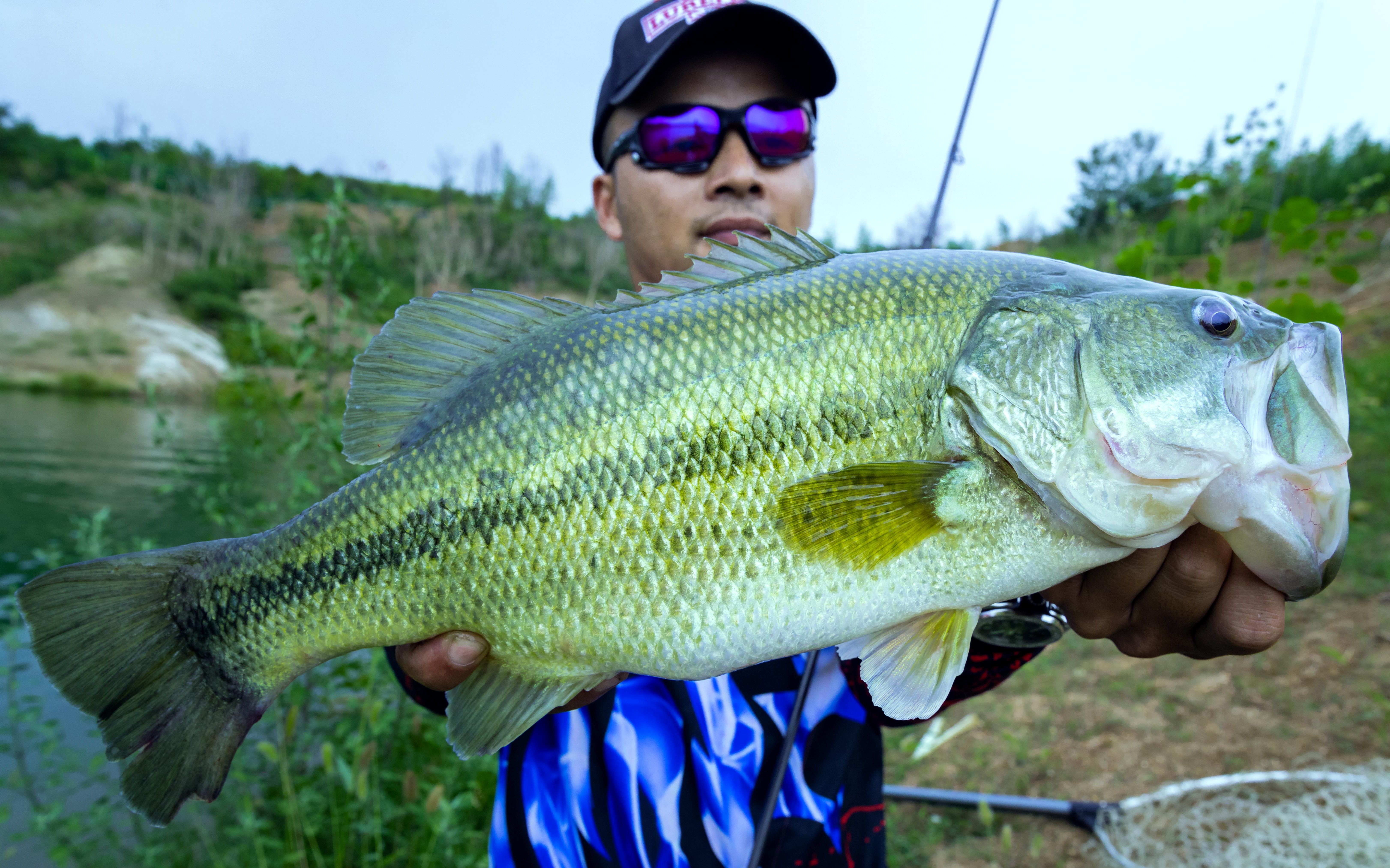 lurelogs绫罗陈知其河南丹江口路亚鲈鱼,翘嘴