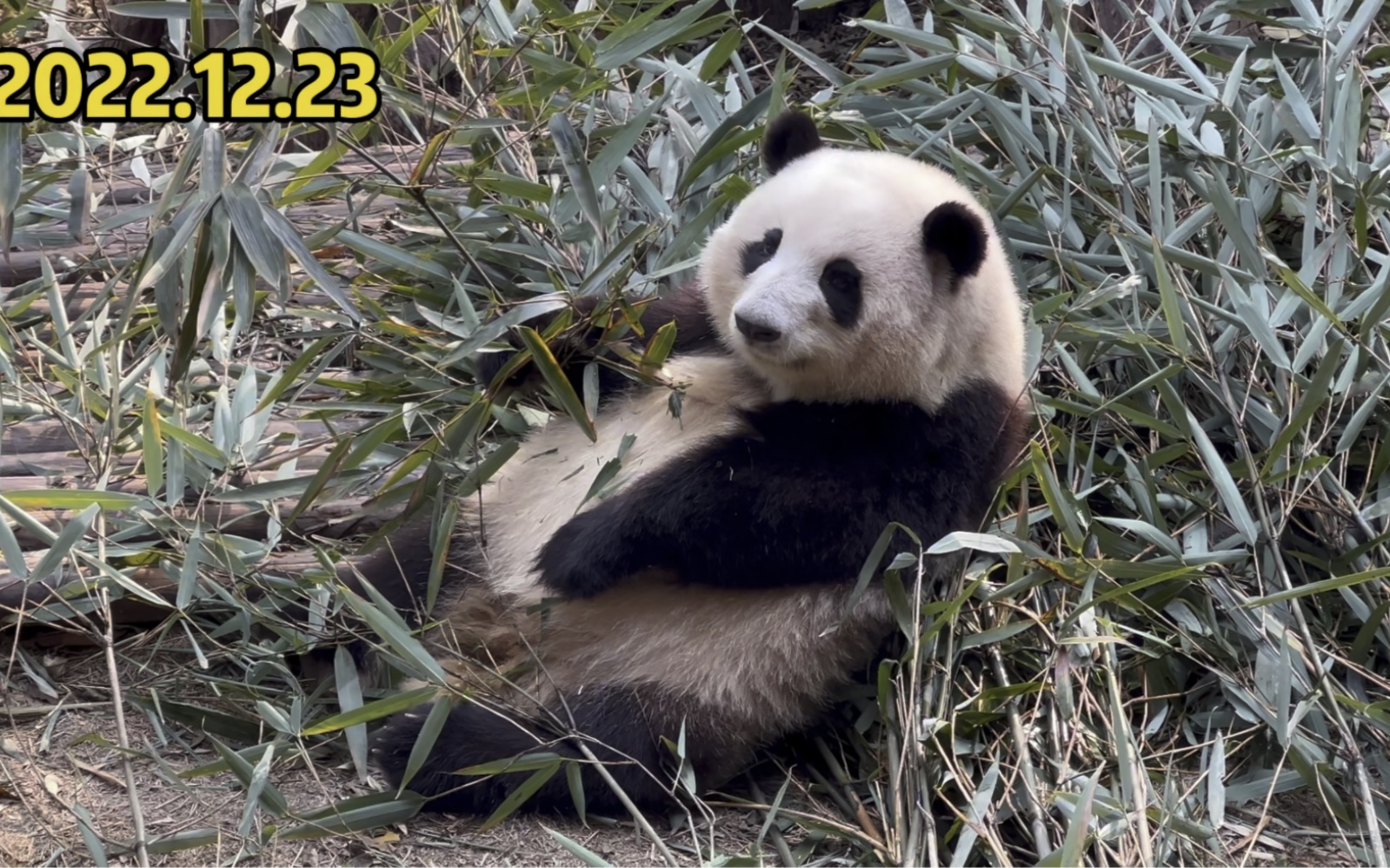 【大熊猫和花】花花前台的木围栏在维修,锤子当当当当花花也不害怕哔哩哔哩bilibili