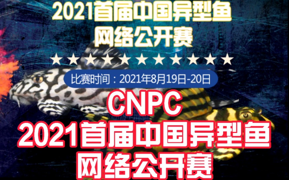 养鱼人的Vlog:论比赛记——CNPC2021首届中国异型鱼网络公开赛…哔哩哔哩bilibili