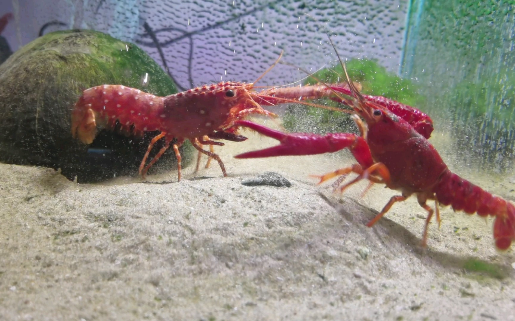 西方礁螯虾vs克氏原螯虾