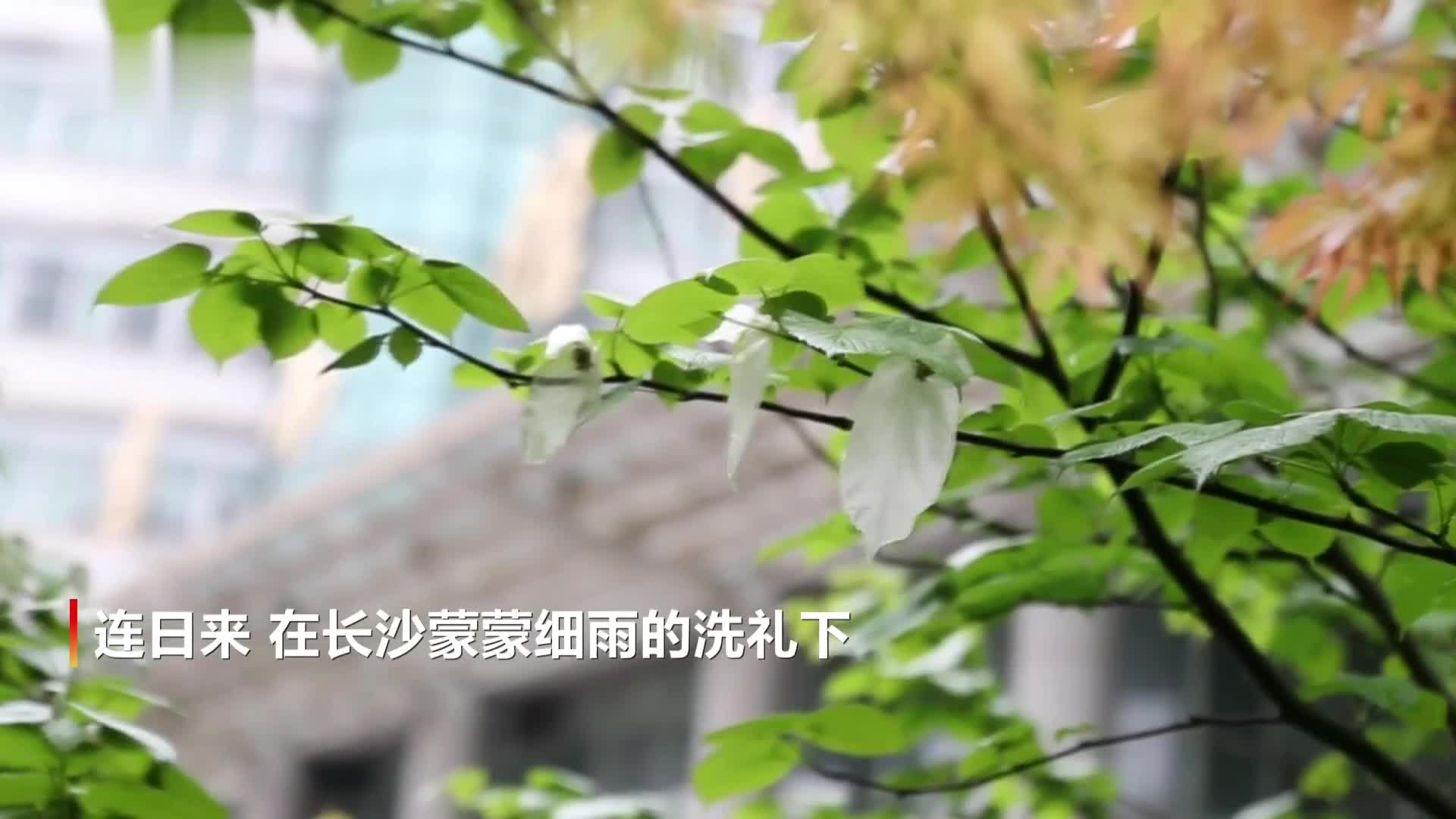 [图]国宝植物珙桐在长沙首次绽放鸽子花