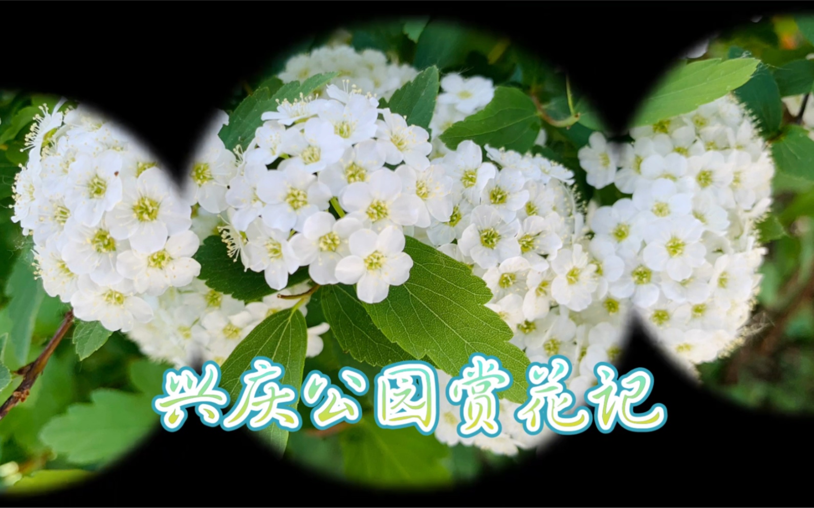 春来、花开、阳光正好//兴庆公园赏花哔哩哔哩bilibili