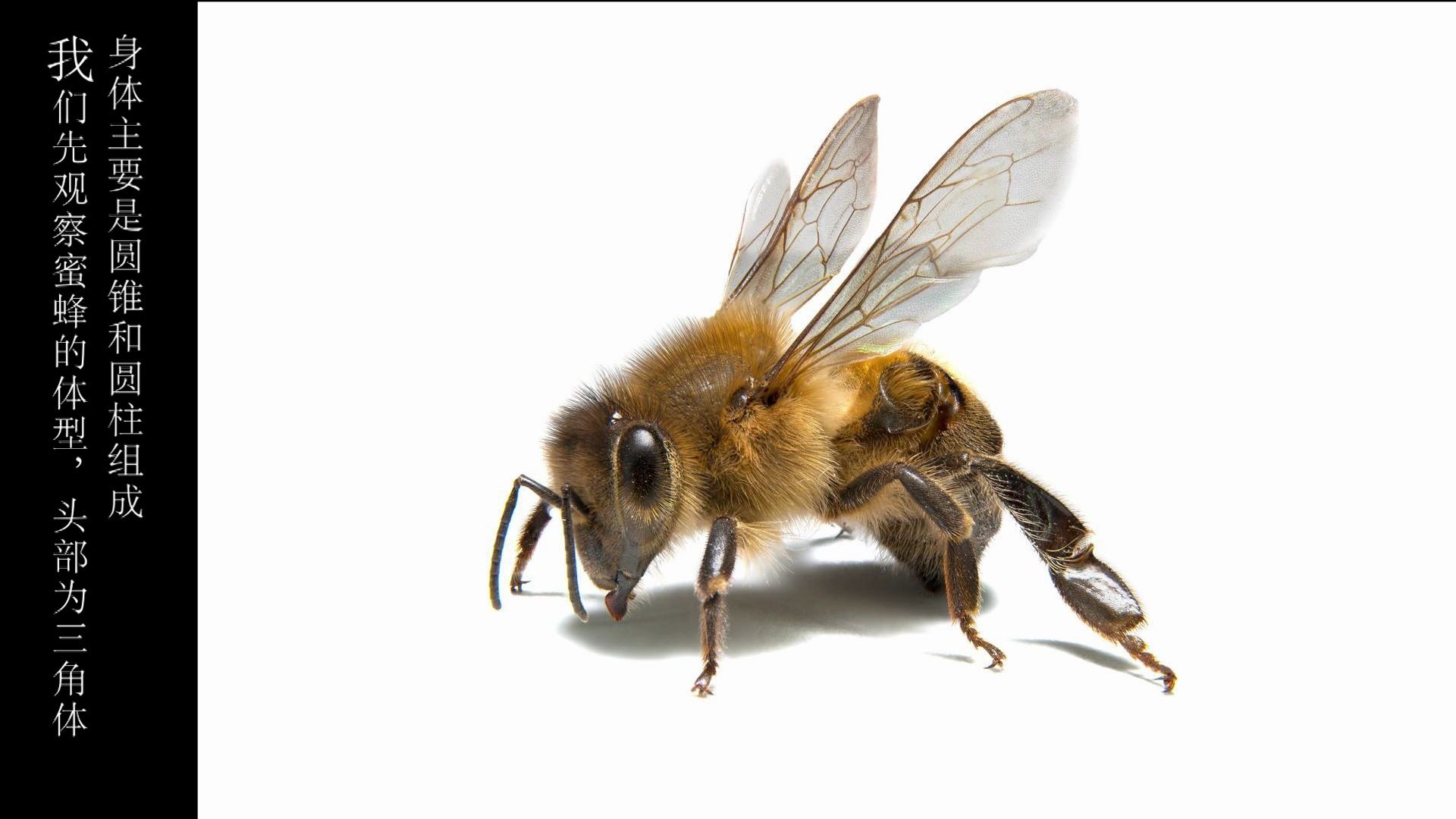 动物蜜蜂的素描水彩绘画教学