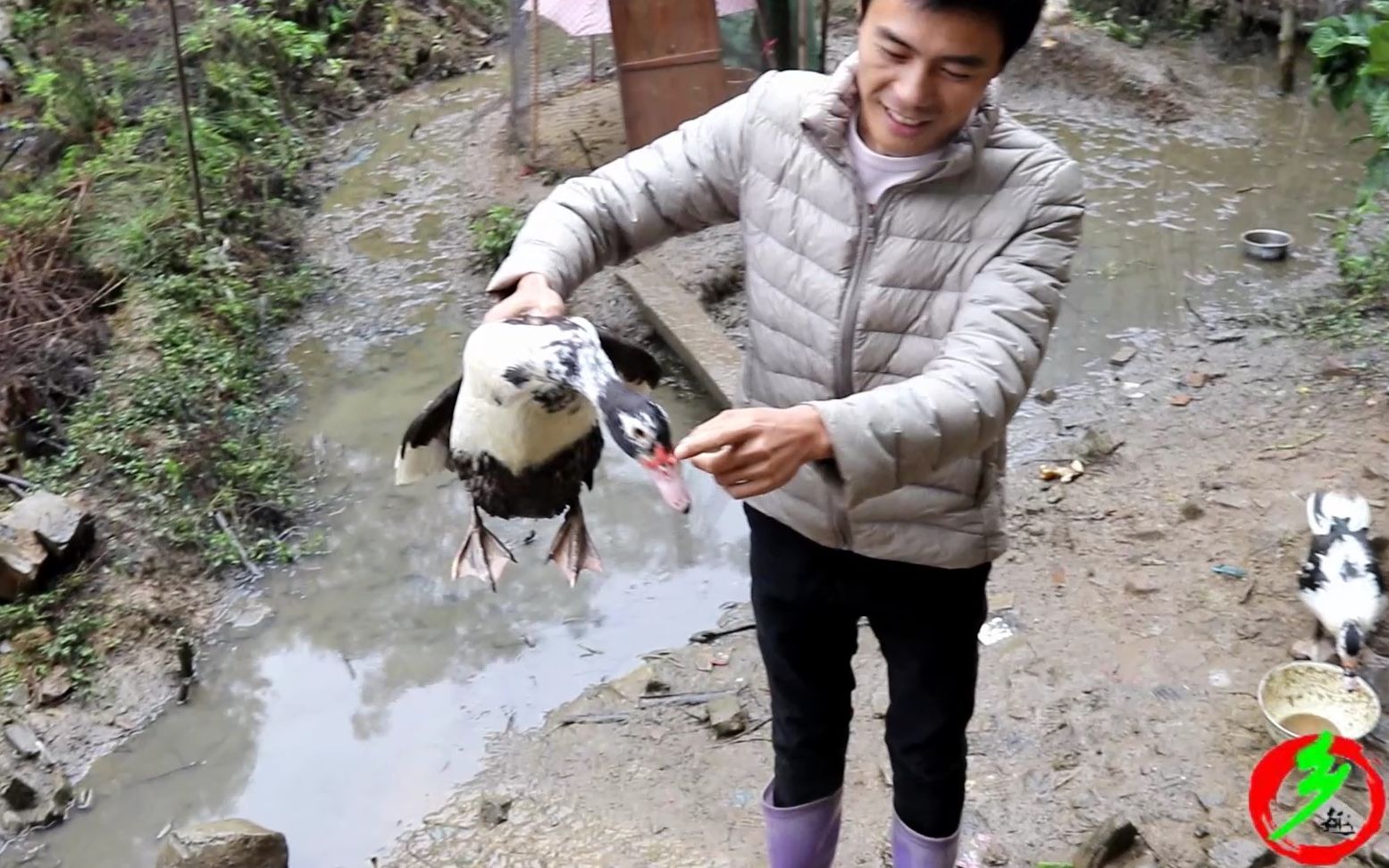 江西客家人俗稱湖鴨鴨頭比普通鴨子醜很多你們那裡有嗎