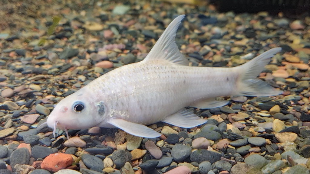 变异卷口鱼_哔哩哔哩_bilibili