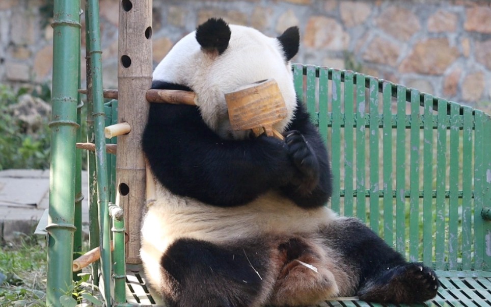 【大熊猫萌兰】兰兰吃饭为啥要举着篮篮,我不理解