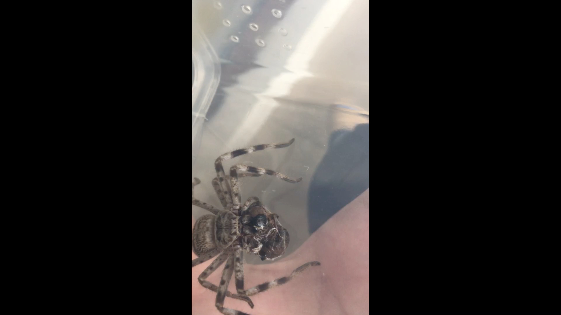 澳大利亚猎人蛛进食