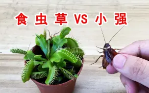 Video herunterladen: 当小强被“食虫草”夹住以后！真的会被化成一滩“脓水”吗？