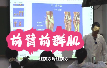 肌学 四肢肌 前臂前群肌 系统解剖学 运动系统哔哩哔哩bilibili