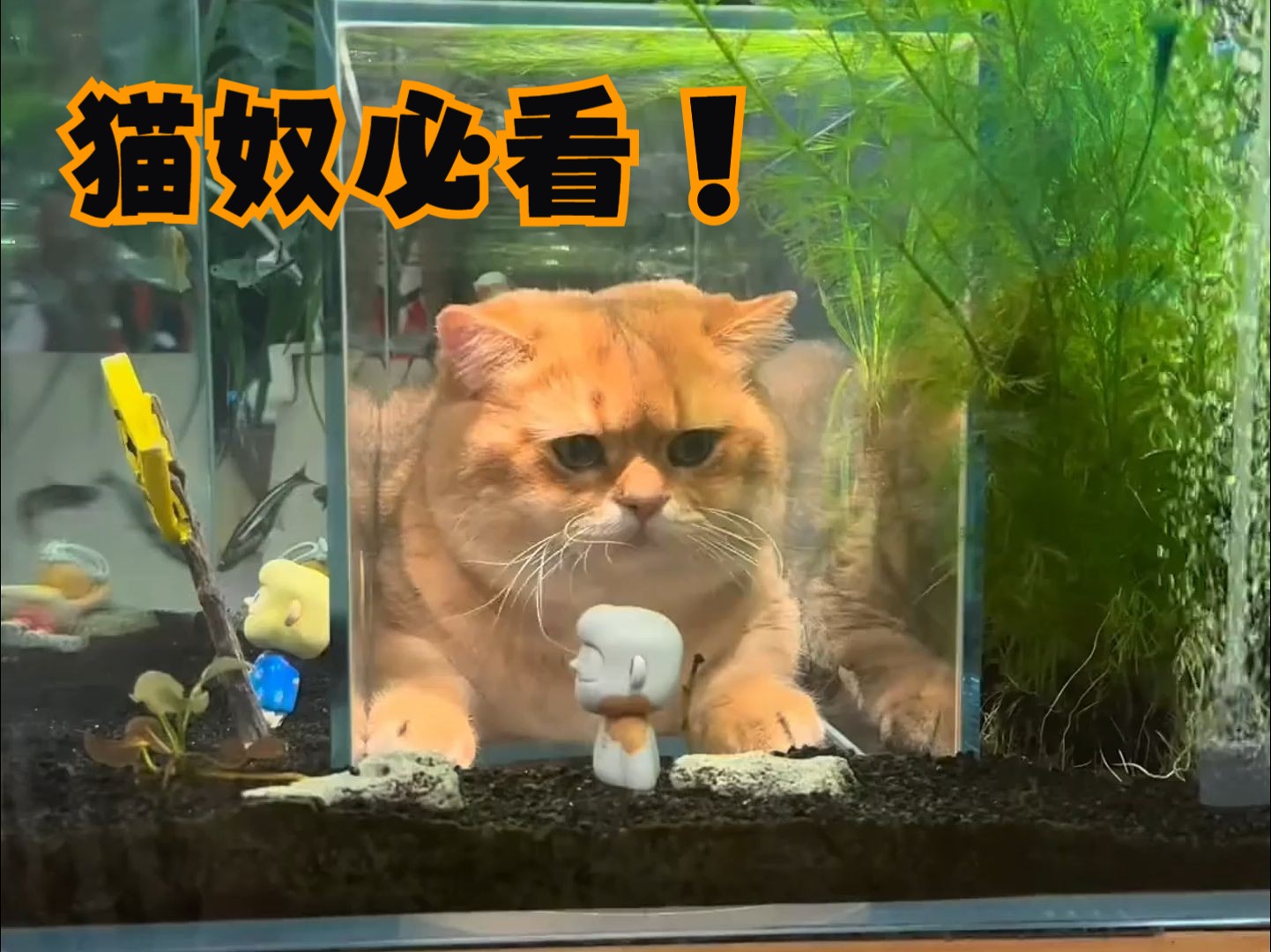 猫奴必看:如何花小钱给猫咪好的生活哔哩哔哩bilibili