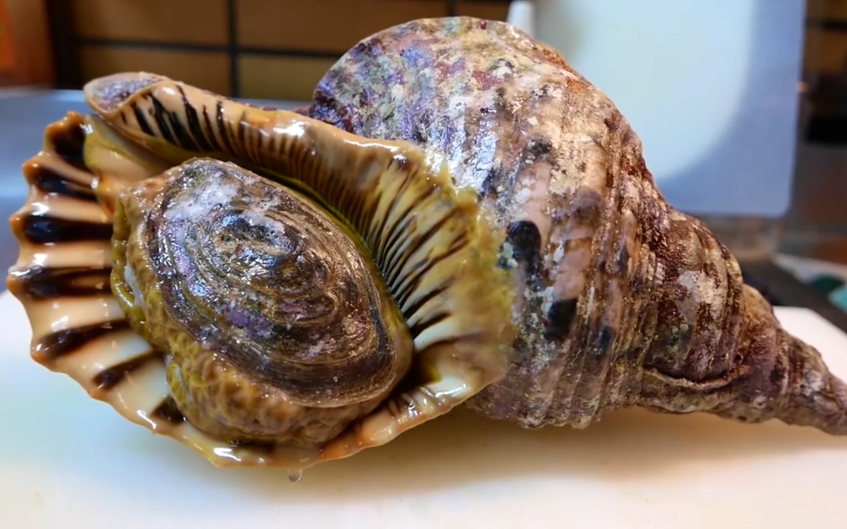 老外花500块买的大海螺,看看他们是怎么吃的,看着就咽口水